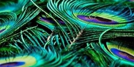 rebecca thorpe banner