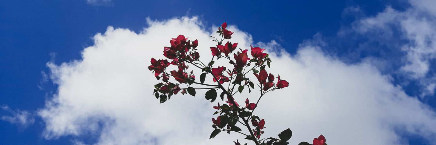 leandroglow's profile banner image