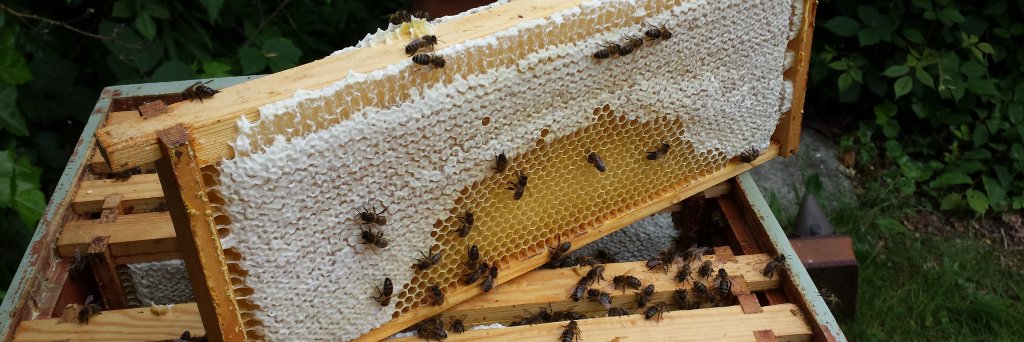 JacobiteHoney's profile banner image