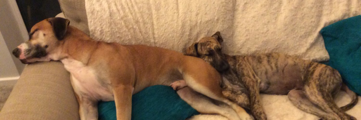 hugopooch's profile banner image
