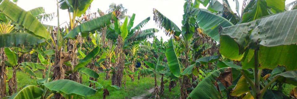 Francisco Pérez banner