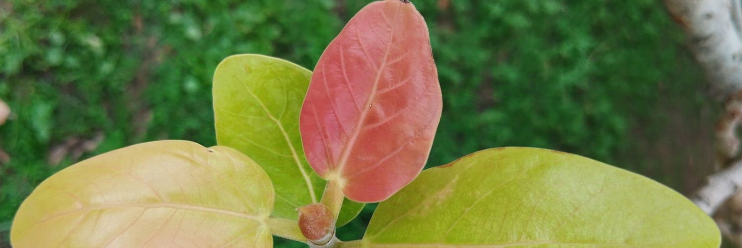 monutiwari_'s profile banner image