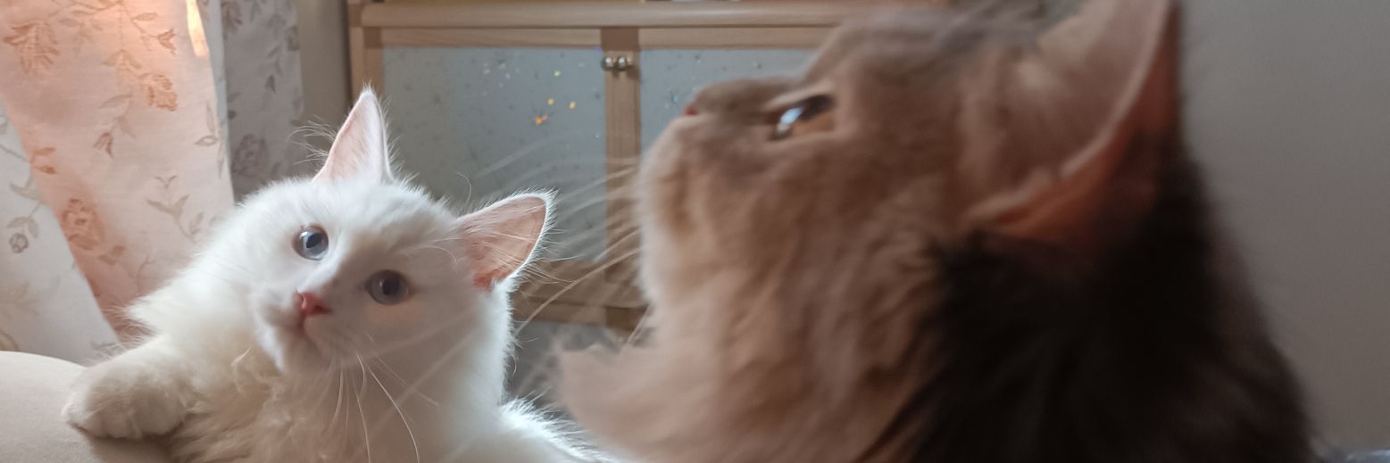 bentangina's profile banner image