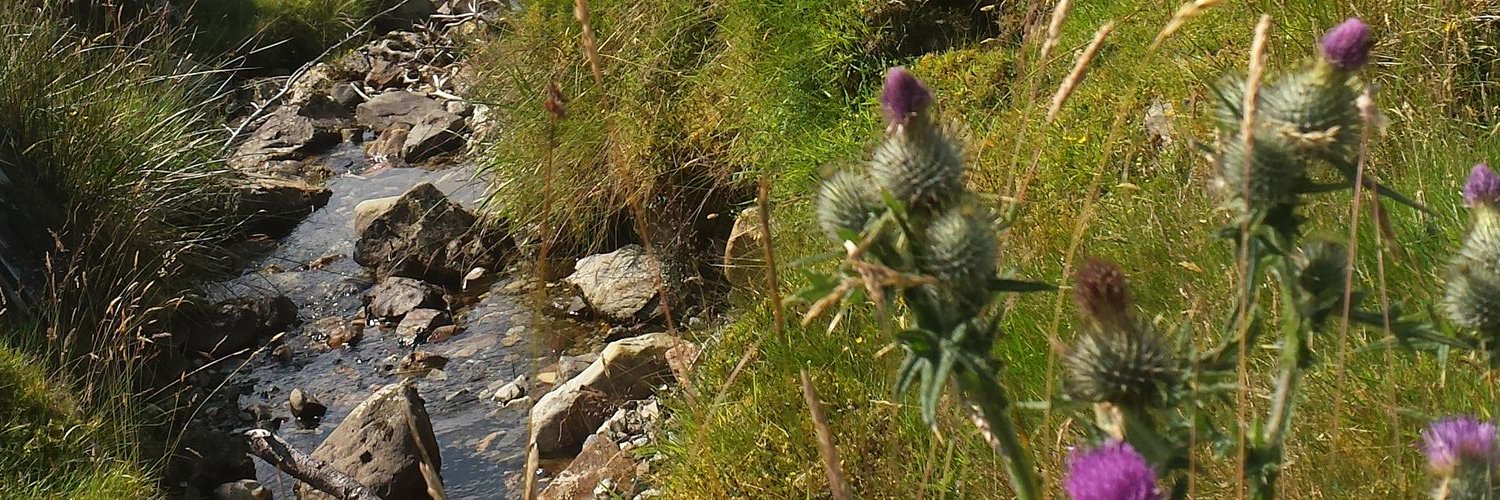 Rachel Almeida banner