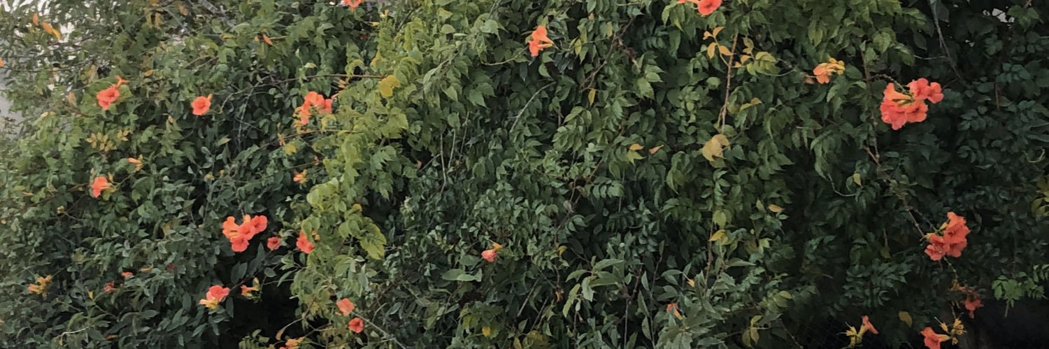 LilyGilpin's profile banner image
