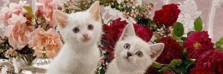 h_erhardt's profile banner image