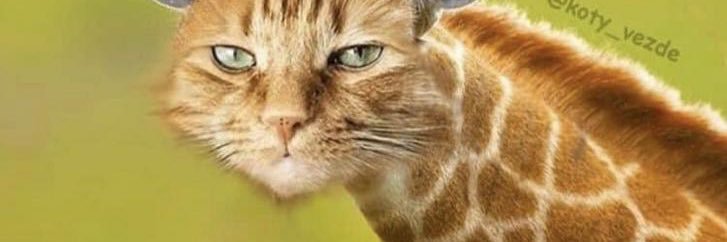 beelars's profile banner image