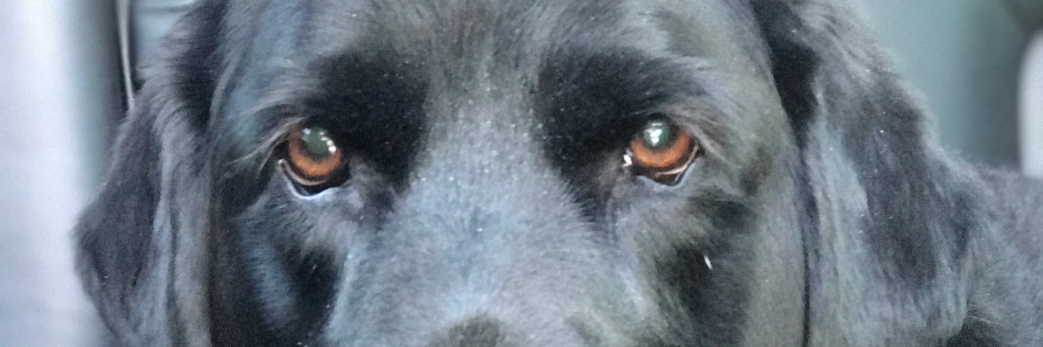 kaitkelley's profile banner image