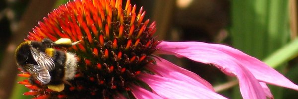 catebell2 Profile Banner