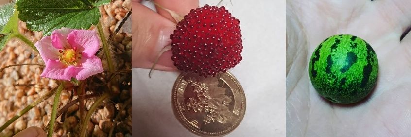 大魔王マッド菜園ティストHI-D banner