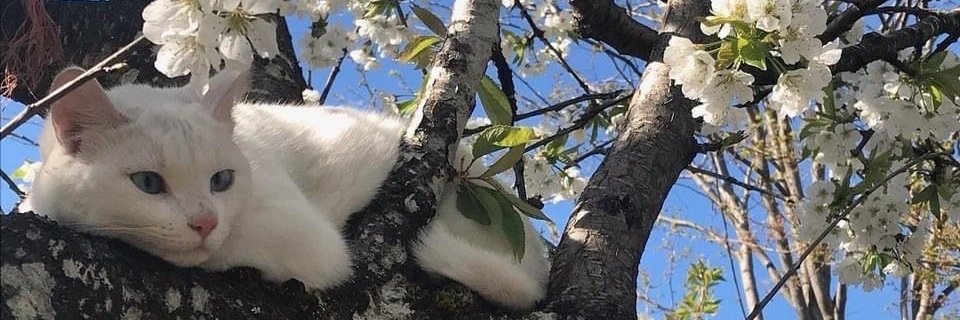 betul_bor's profile banner image