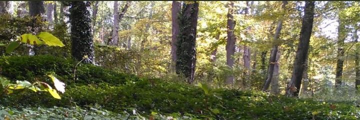 Cmmartons's profile banner image