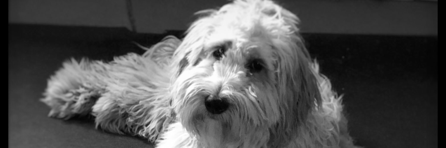 Sister Resister 🐕‍🦺🐈‍⬛🐾 banner