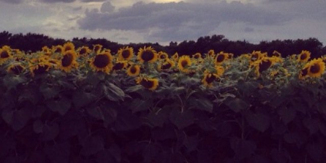 emmoedl's profile banner image