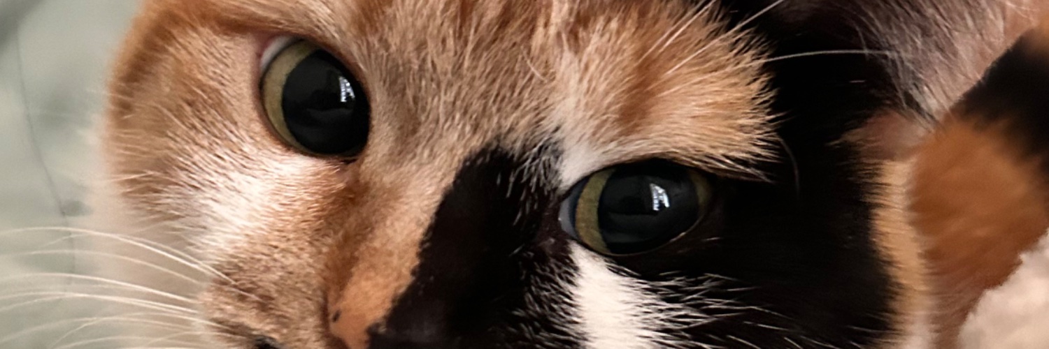 pidgeoutme's profile banner image