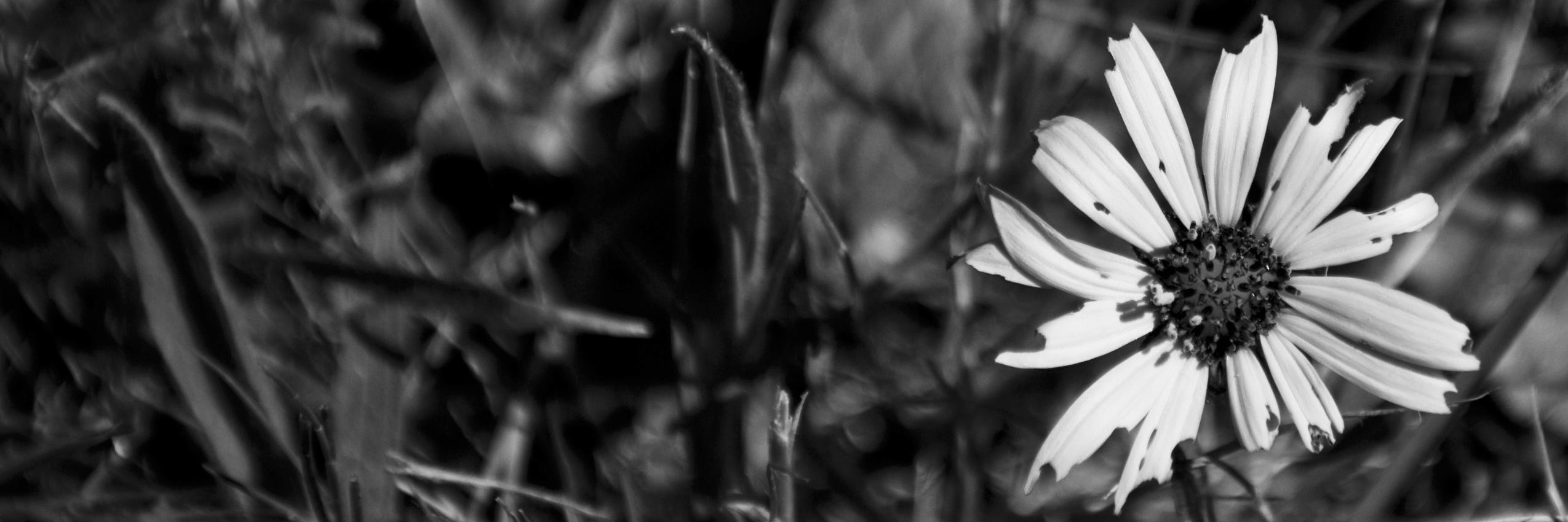 SciTJC's profile banner image