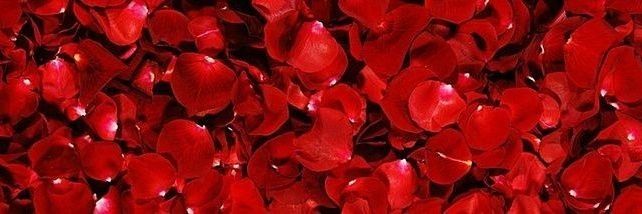 𝓒𝐡𝐞𝐫𝐢𝐬𝐞.⁠｡⁠*˖♡ banner