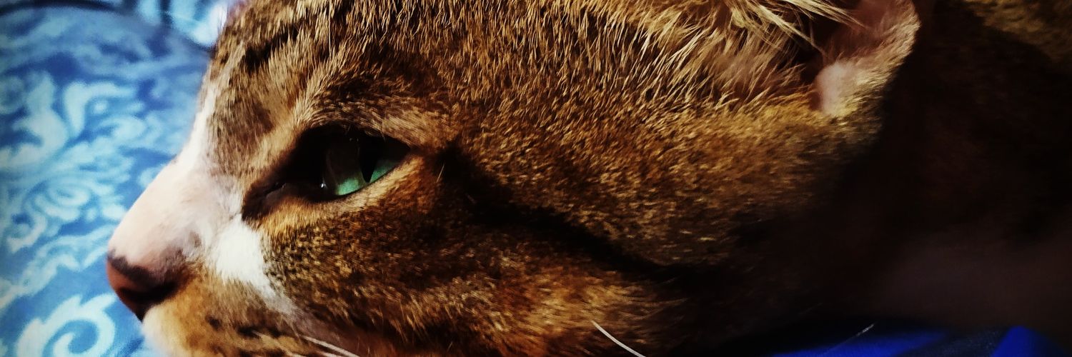 RodolfoBarilli's profile banner image