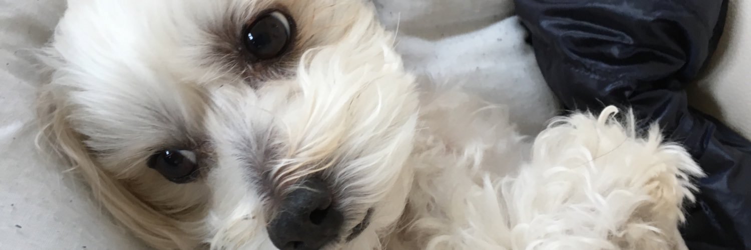 punitomoooo's profile banner image