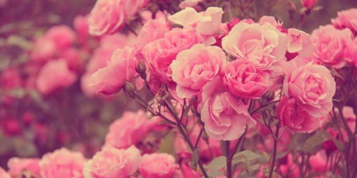 MichellC29's profile banner image