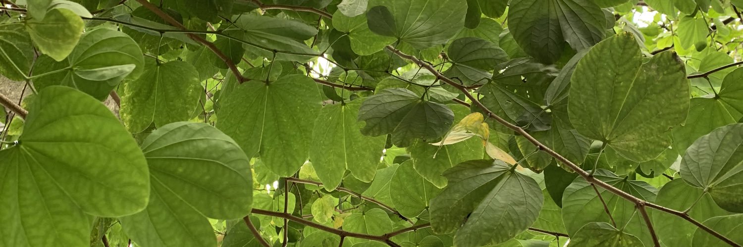 dudubutedjo's profile banner image