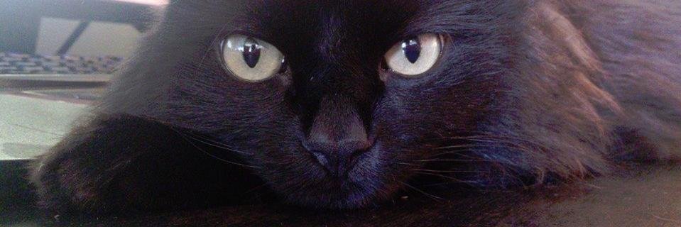 Mjiaow's profile banner image