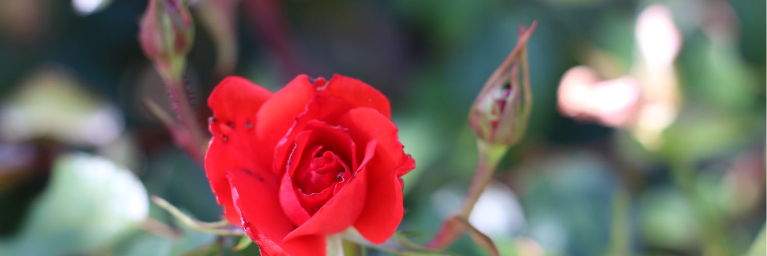 nonyramos's profile banner image