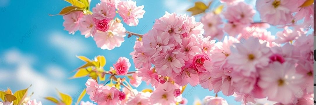 ph_khadija's profile banner image