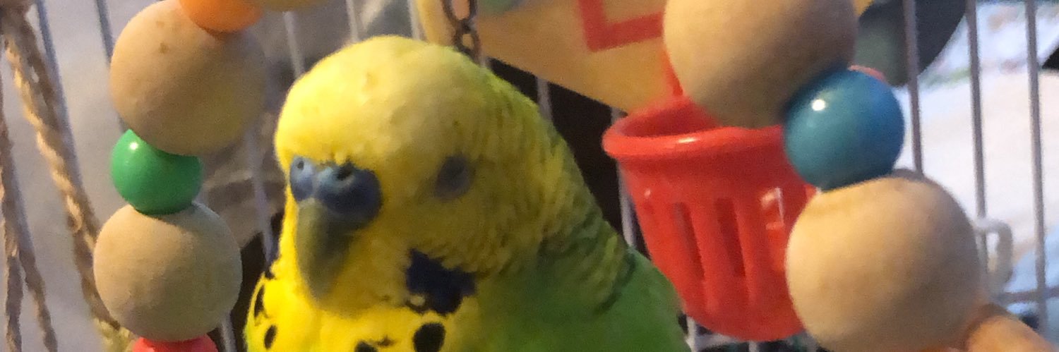 senhiroy's profile banner image