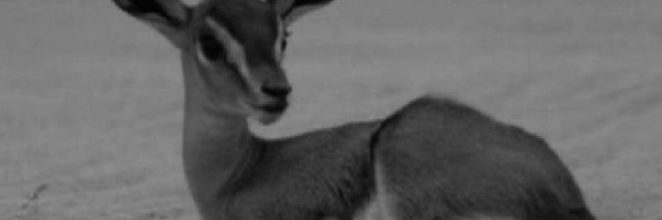 8O888l's profile banner image