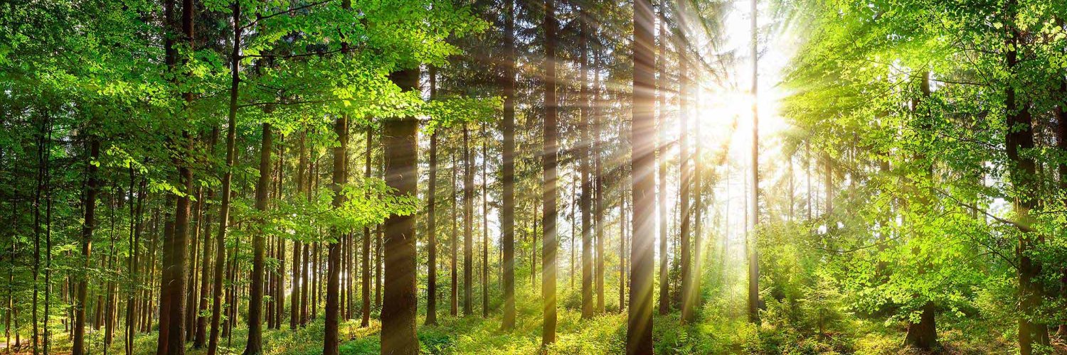 Pashupati 🐾🐺 banner