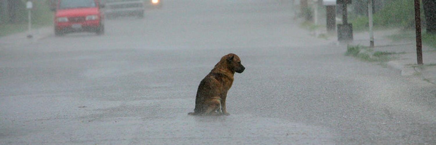 from_far_east's profile banner image