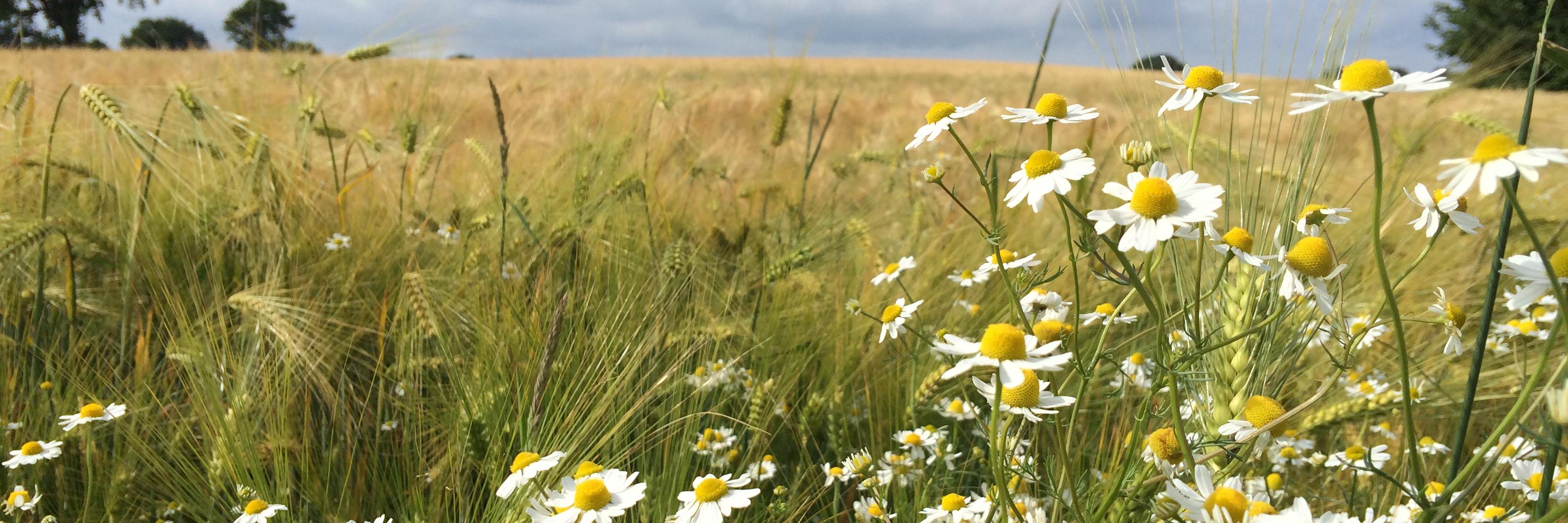 HerrReinecke's profile banner image