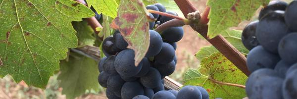 divisionwineco Profile Banner