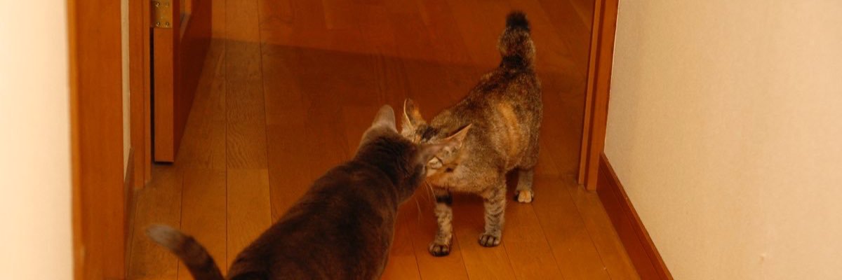 あきたけだ banner