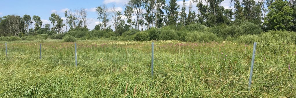 Gesche Blume-Werry banner