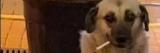marufbsll's profile banner image