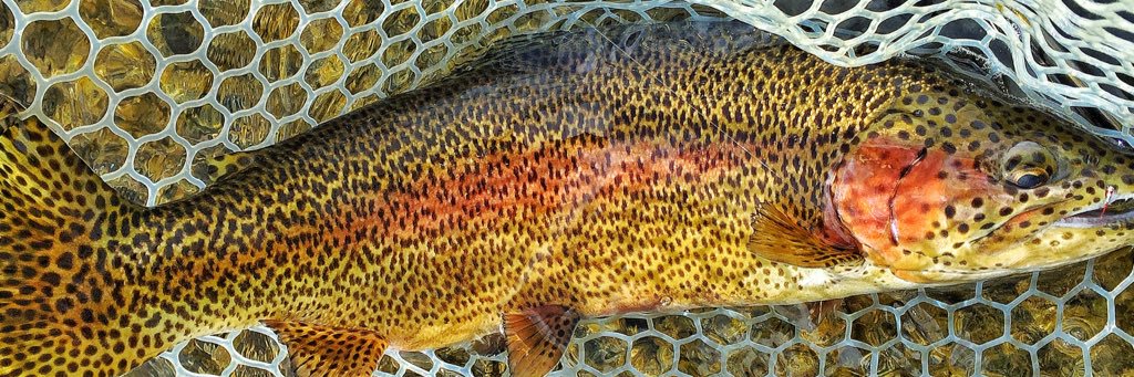 NewburyAngling's profile banner image