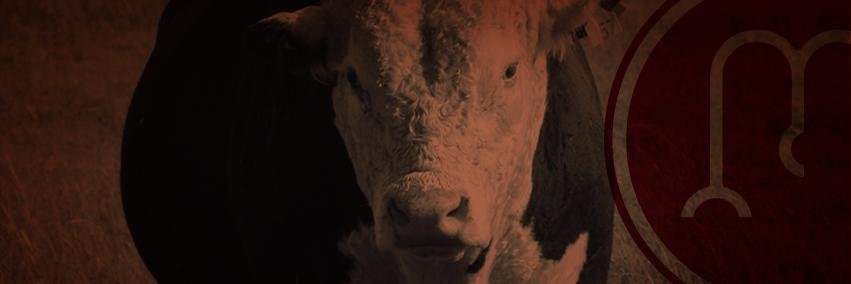 CipaCebollati's profile banner image