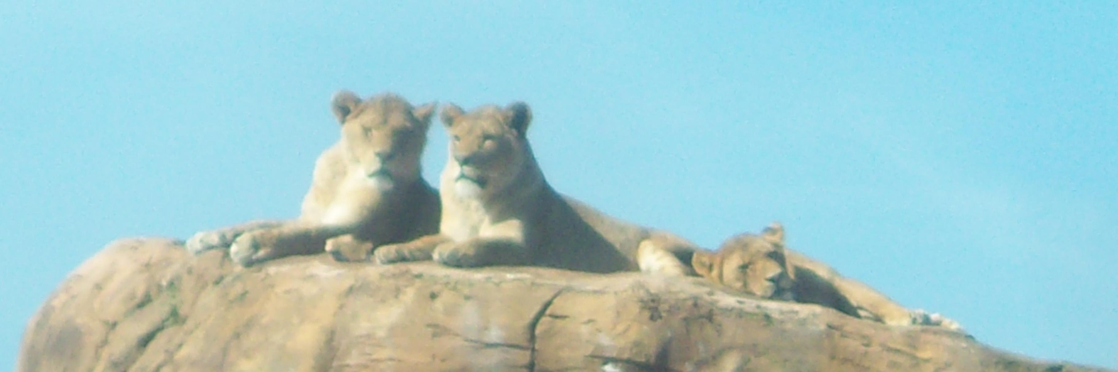 Martina Pichova banner