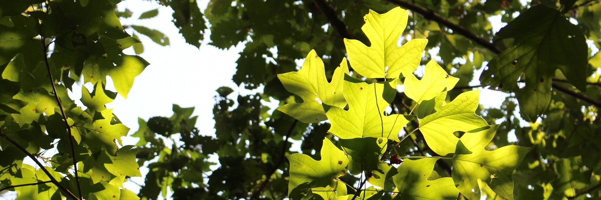 Wolf L. Eiserhardt banner