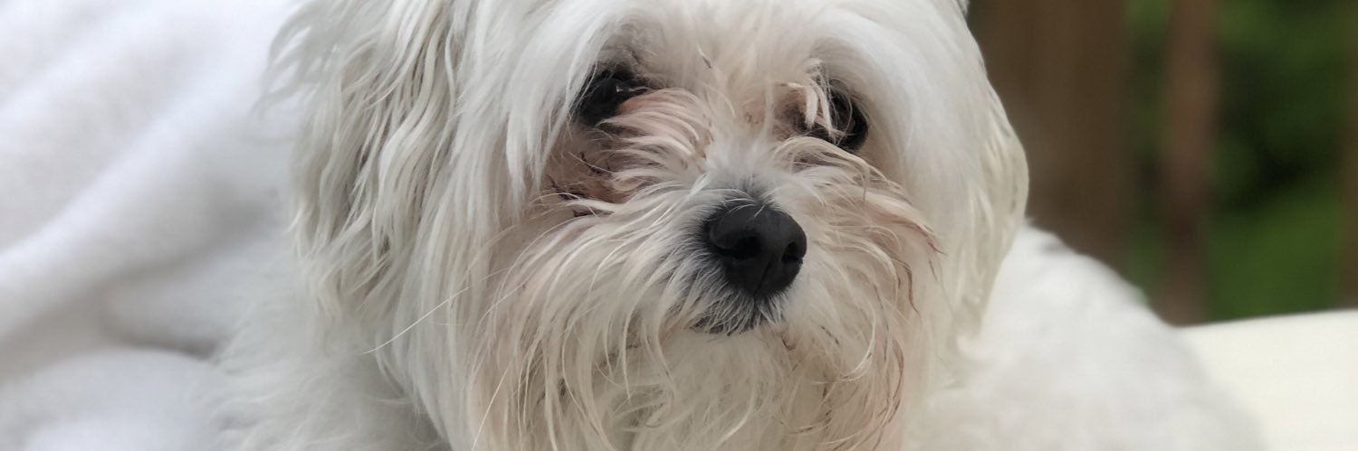 Queen B 💙🩵 banner