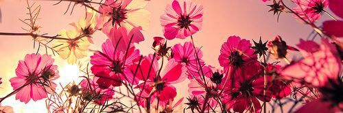 ma_mayris's profile banner image