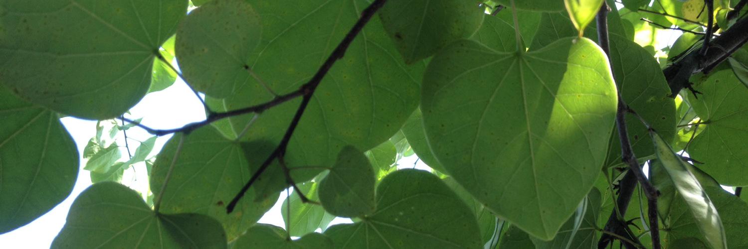 TheHeartifacts's profile banner image