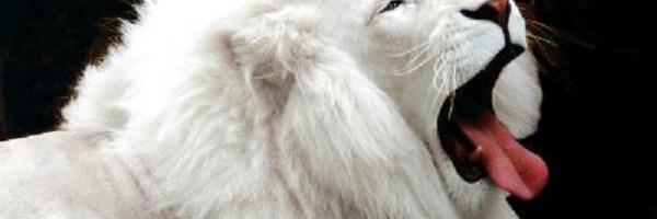 NazionaleMaria's profile banner image
