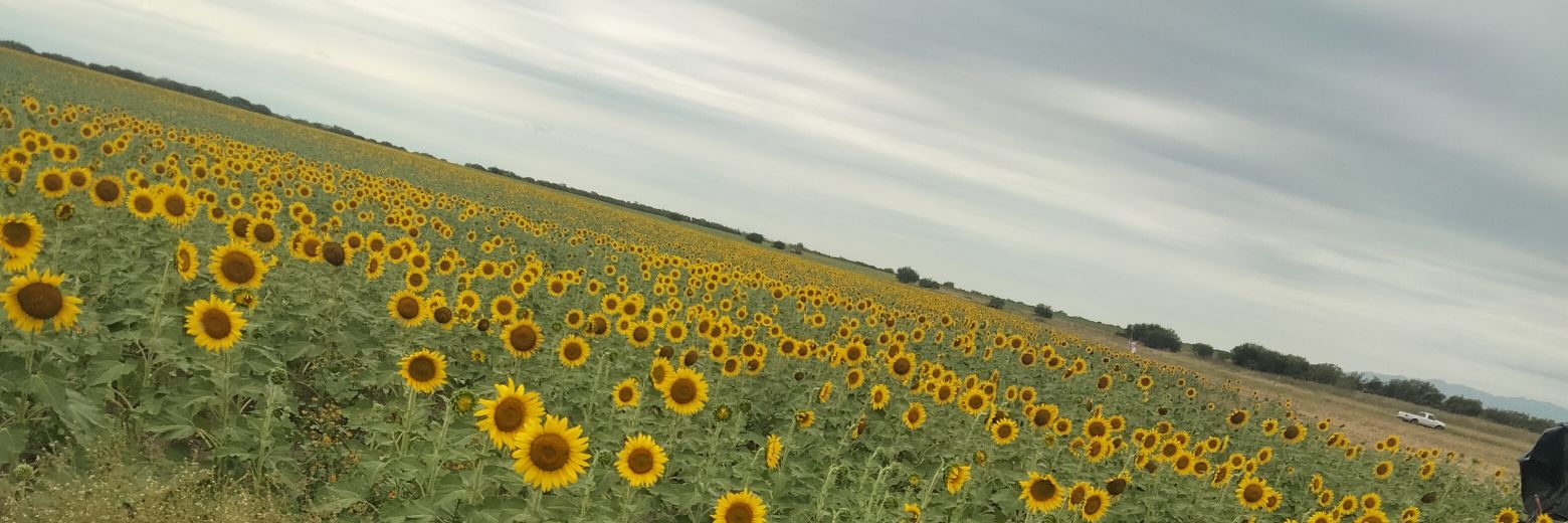 Chuuuumy's profile banner image