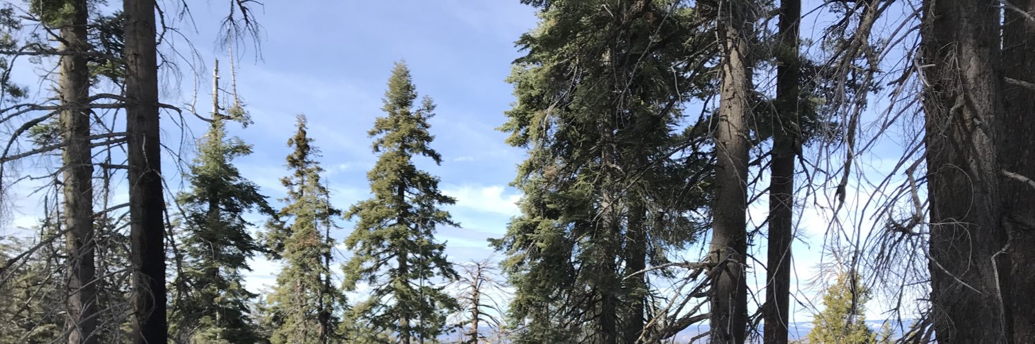 🌻 Julie Zigoris 🌻 banner