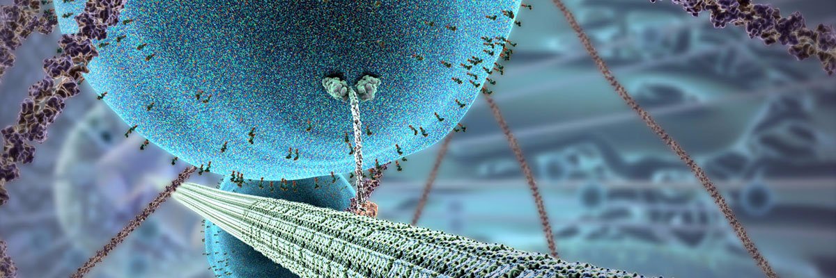 wcsBHSrl's profile banner image