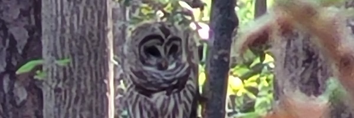 Christian Maltecca banner