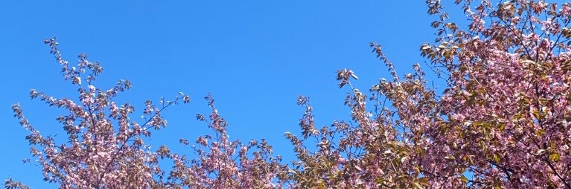 doechii22's profile banner image
